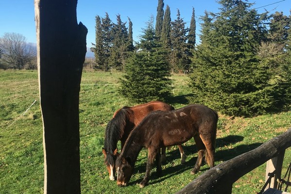 boomhut zuid-frankrijk glamping vakantie