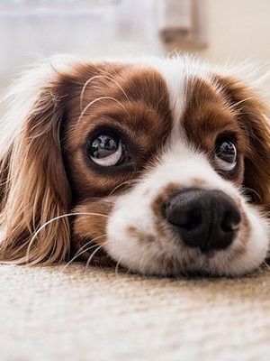 vakantiehuis omheinde tuin hond