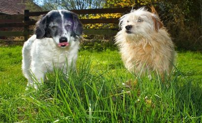 origineel overnachten hond omheinde tuin