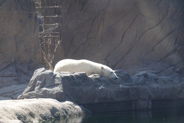 overnachten pairi daiza hotel vakantie kinderen