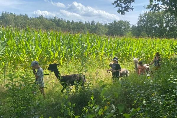 kamperen kinderen vakantie glamping belgie limburg alpaca