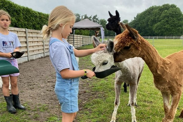kamperen kinderen vakantie glamping belgie limburg alpaca
