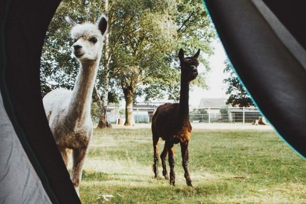 kamperen kinderen vakantie glamping belgie limburg alpaca