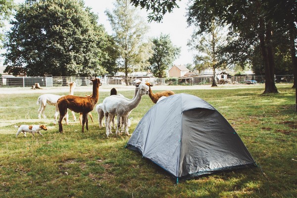 kamperen kinderen vakantie glamping belgie limburg alpaca