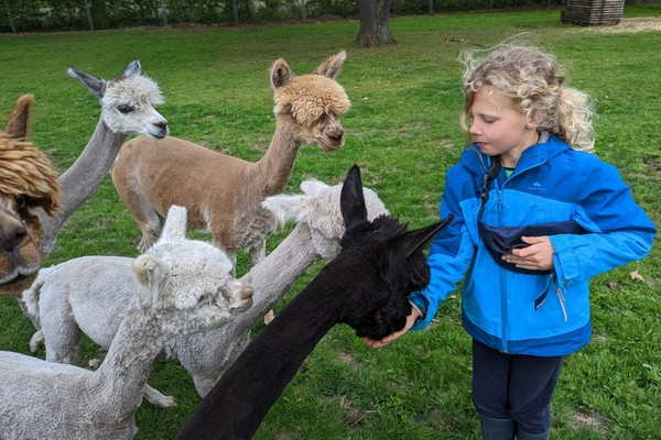 kamperen kinderen vakantie glamping belgie limburg alpaca