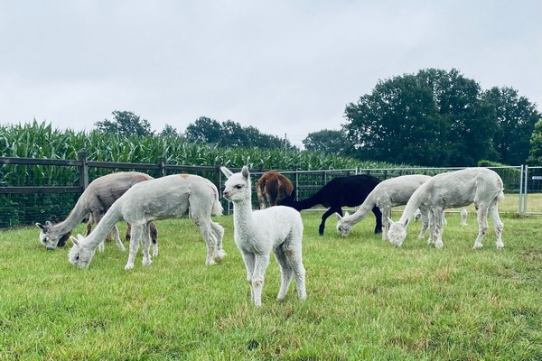 kamperen kinderen vakantie glamping belgie limburg alpaca