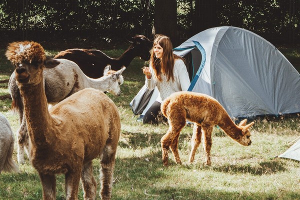 kamperen kinderen vakantie glamping belgie limburg alpaca