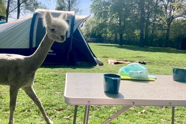 kamperen kinderen vakantie glamping belgie limburg alpaca