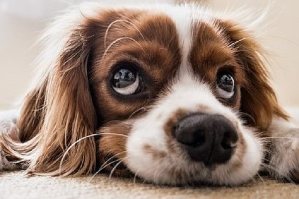 huisdiervriendelijke accommodatiesa hotel hond welkom vakantie met hond