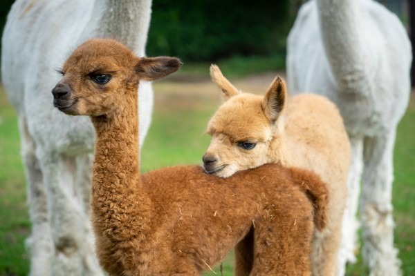 origineel overnachten nederland alpaca boerderij gezin vakantie kinderen