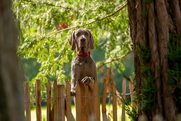 vakantie met hond ardennen omheinde tuin