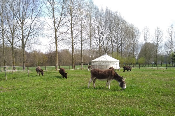 vakantie kinderen boerderij glamping yurt Zoutleeuw